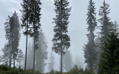 #20/21 Einsam… Verbunden mit allem was ist