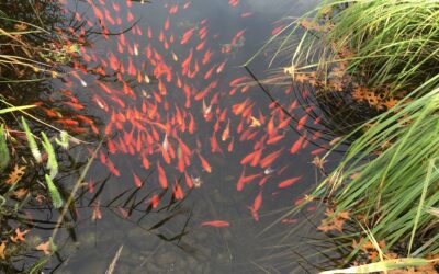 #28/21 Wer schwimmt gegen den Strom?