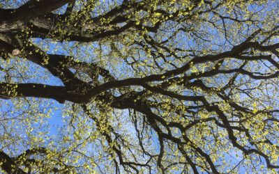 #33/21 Welcome Home!